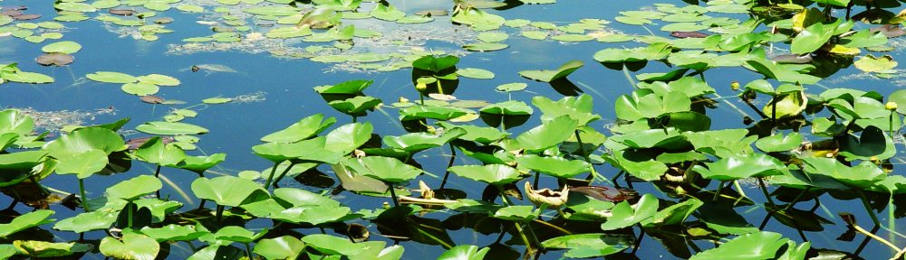 Ontario Wetland Evaluation System Training